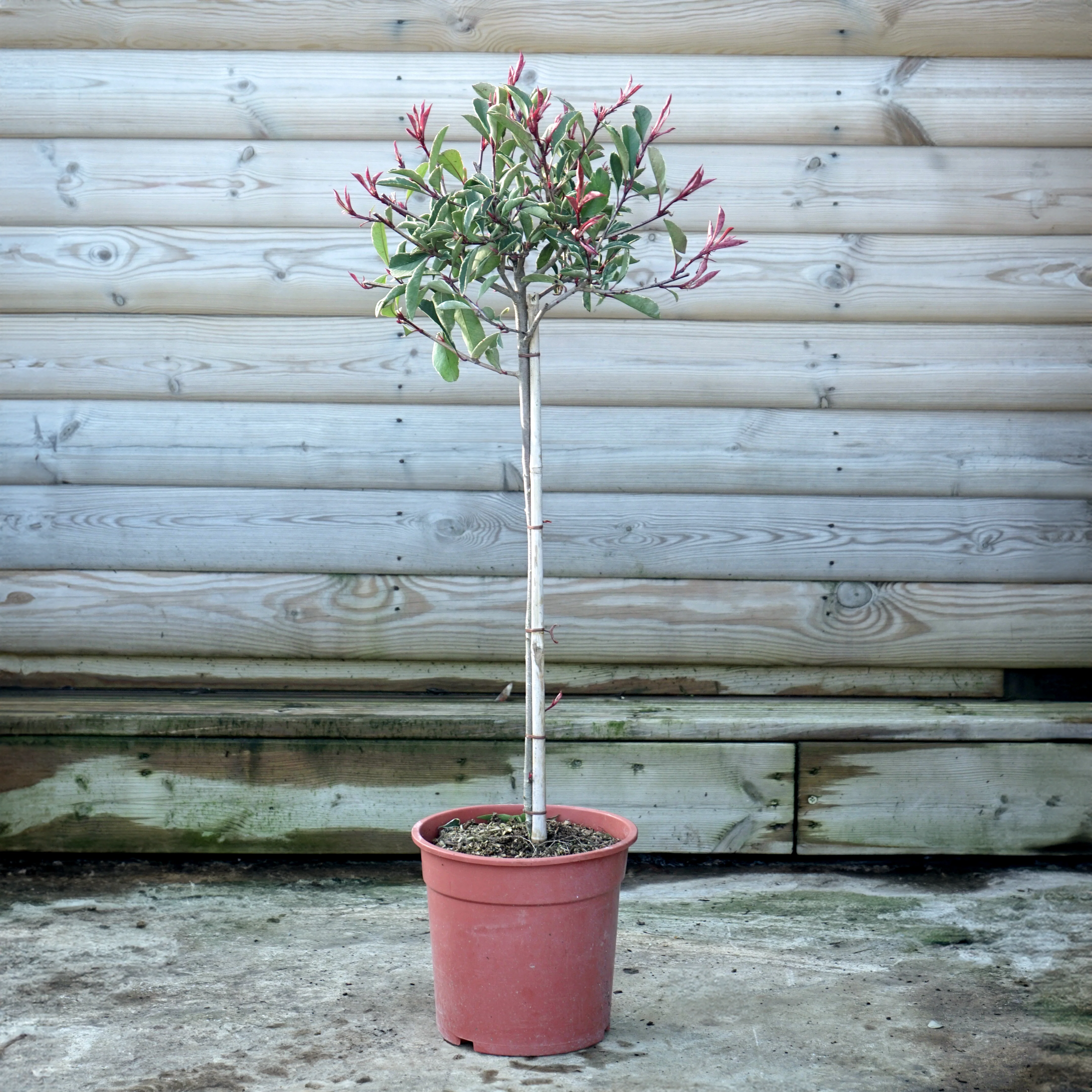 Photinia × fraseri Pink Marble - Image 5