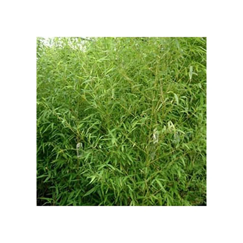 Phyllostachys aurea - Image 2