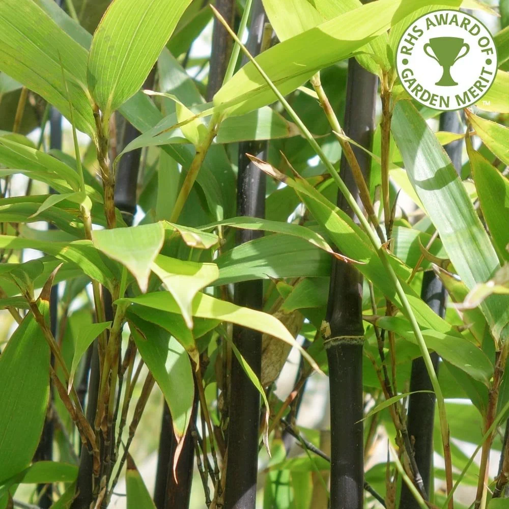 Phyllostachys nigra