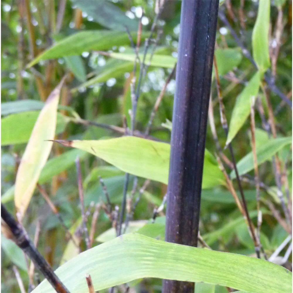Phyllostachys nigra - Image 2