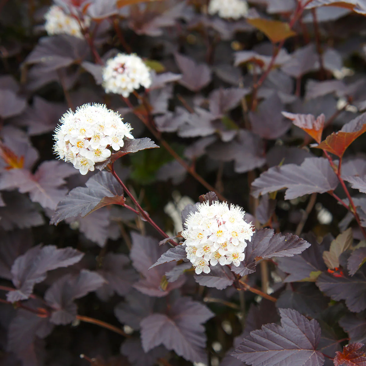 Physocarpus Diablo