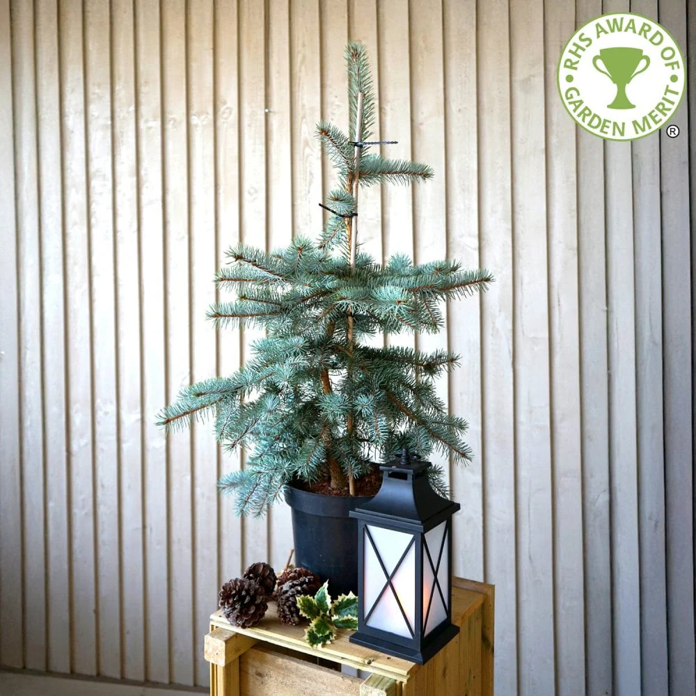 Picea pungens 'Edith' Tree - Image 3