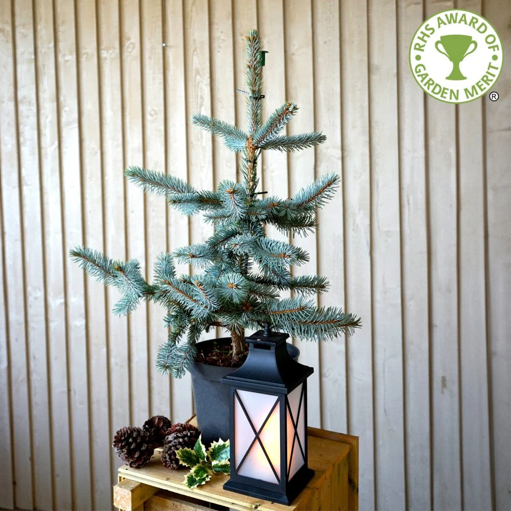Picea pungens 'Hoopsii' Tree - Image 3