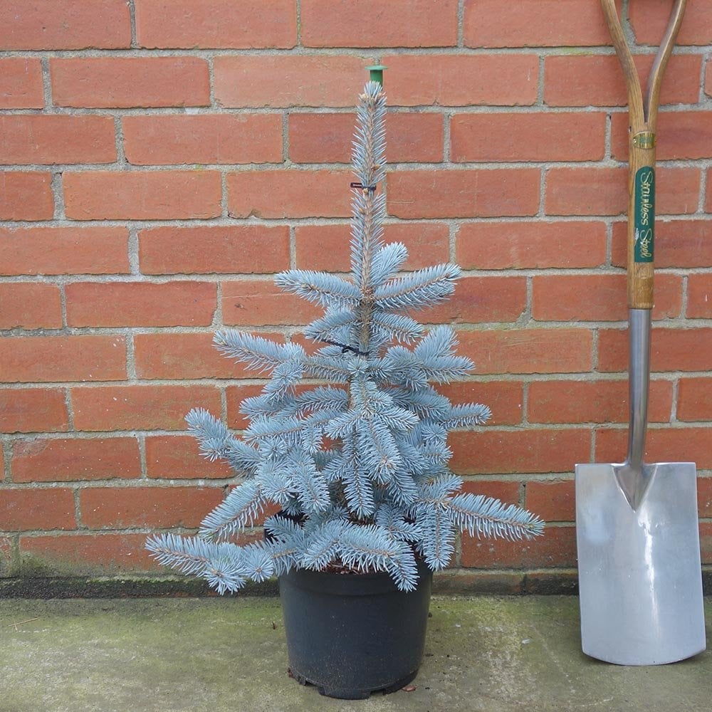 Picea pungens 'Hoopsii' Tree - Image 4
