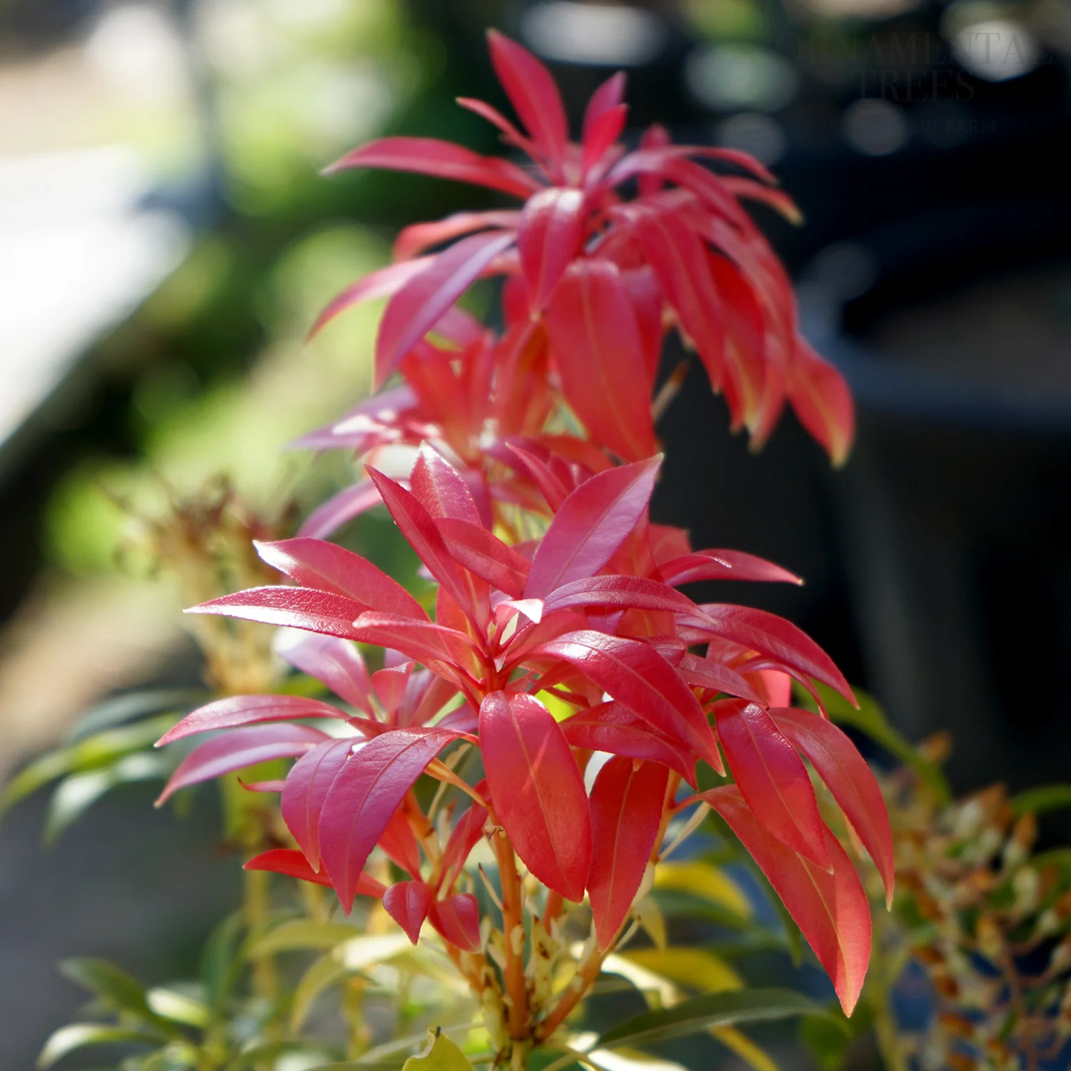 Pieris 'Forest Flame' Shrub