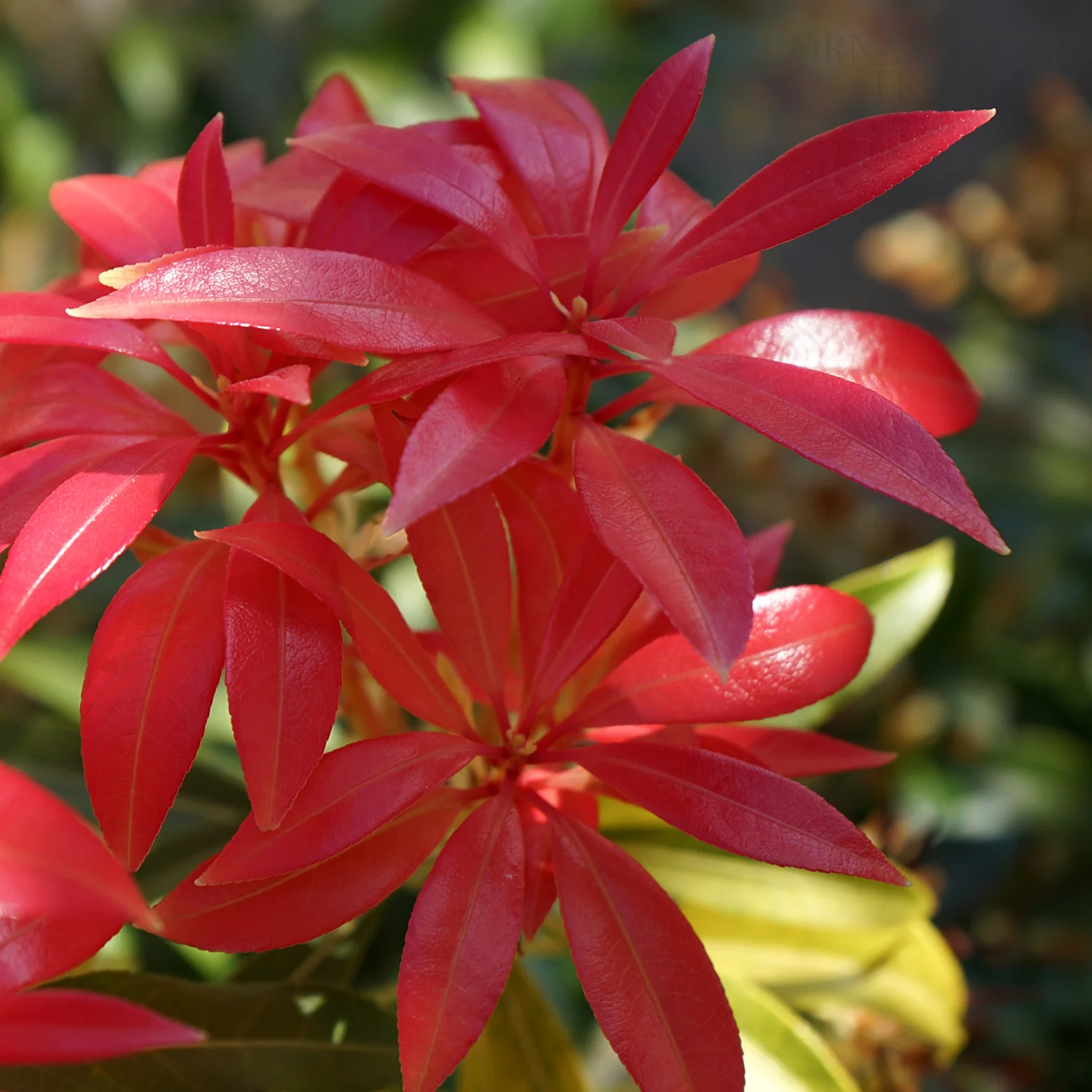 Pieris 'Forest Flame' Shrub - Image 2