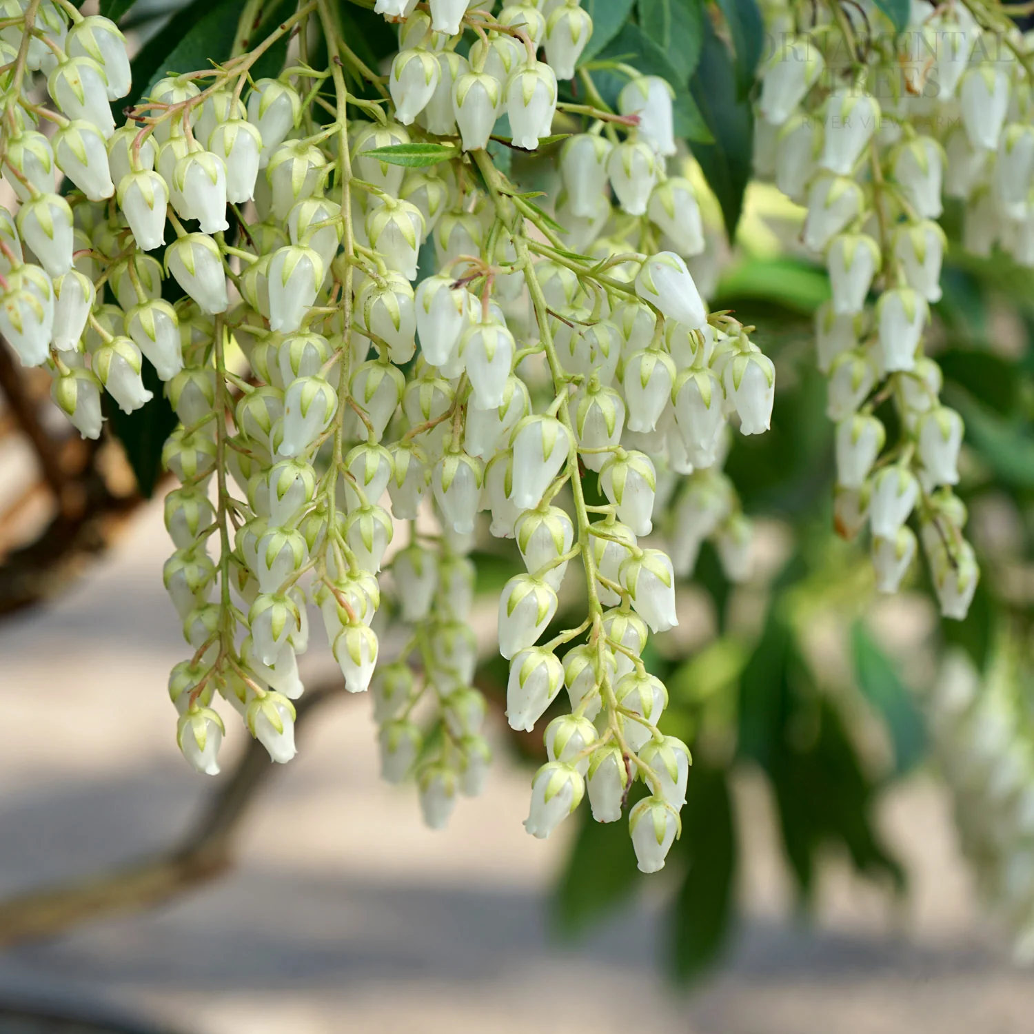 Pieris 'Forest Flame' Shrub - Image 3