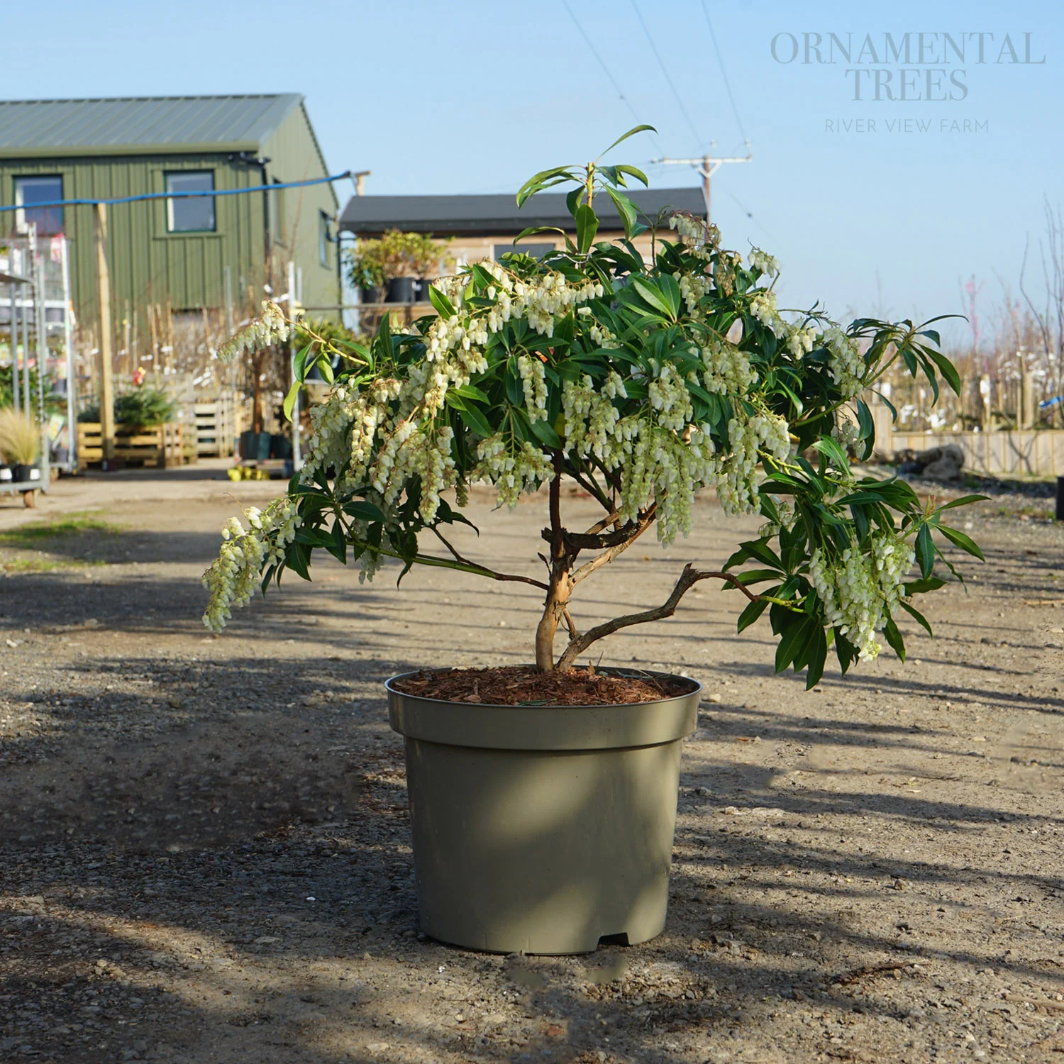 Pieris 'Forest Flame' Shrub - Image 4