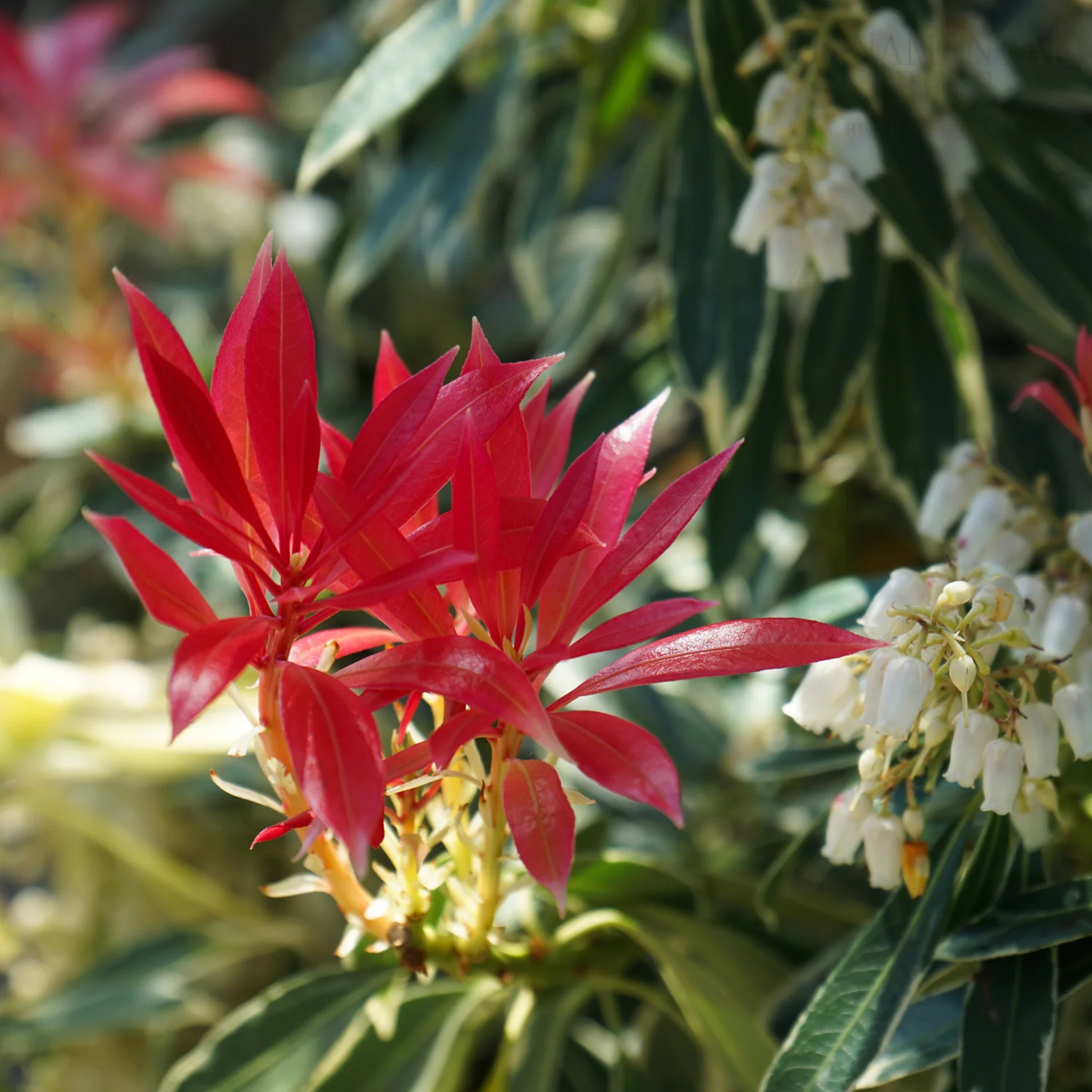 Pieris japonica 'Flaming Silver' Shrub