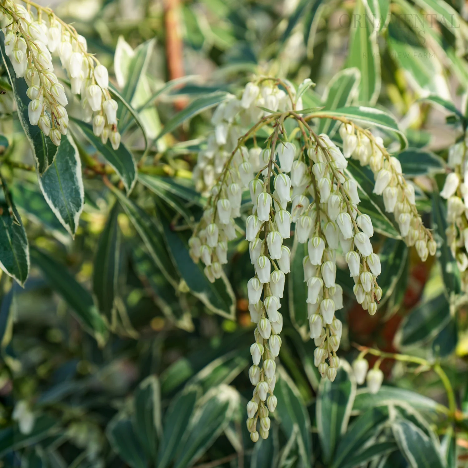 Pieris japonica 'Flaming Silver' Shrub - Image 2