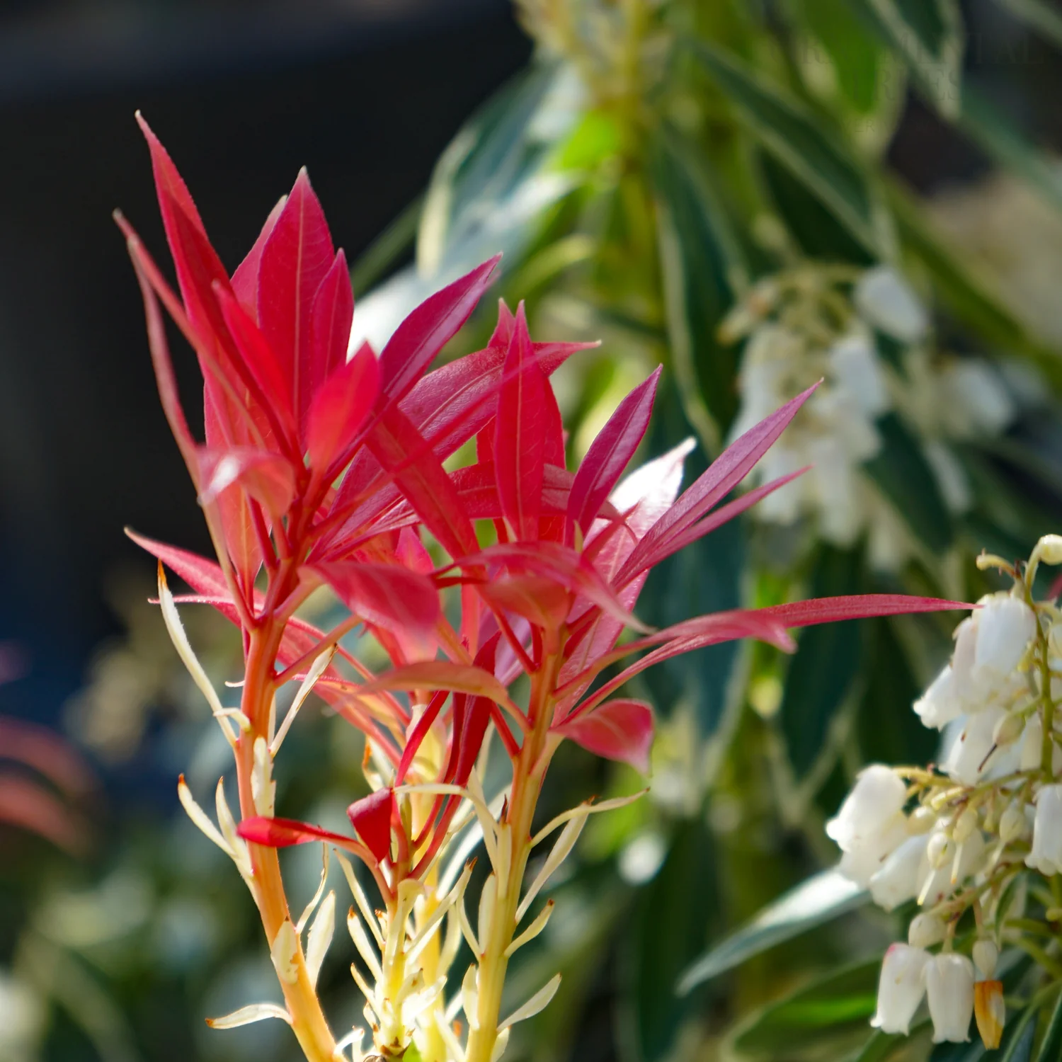 Pieris japonica 'Flaming Silver' Shrub - Image 3