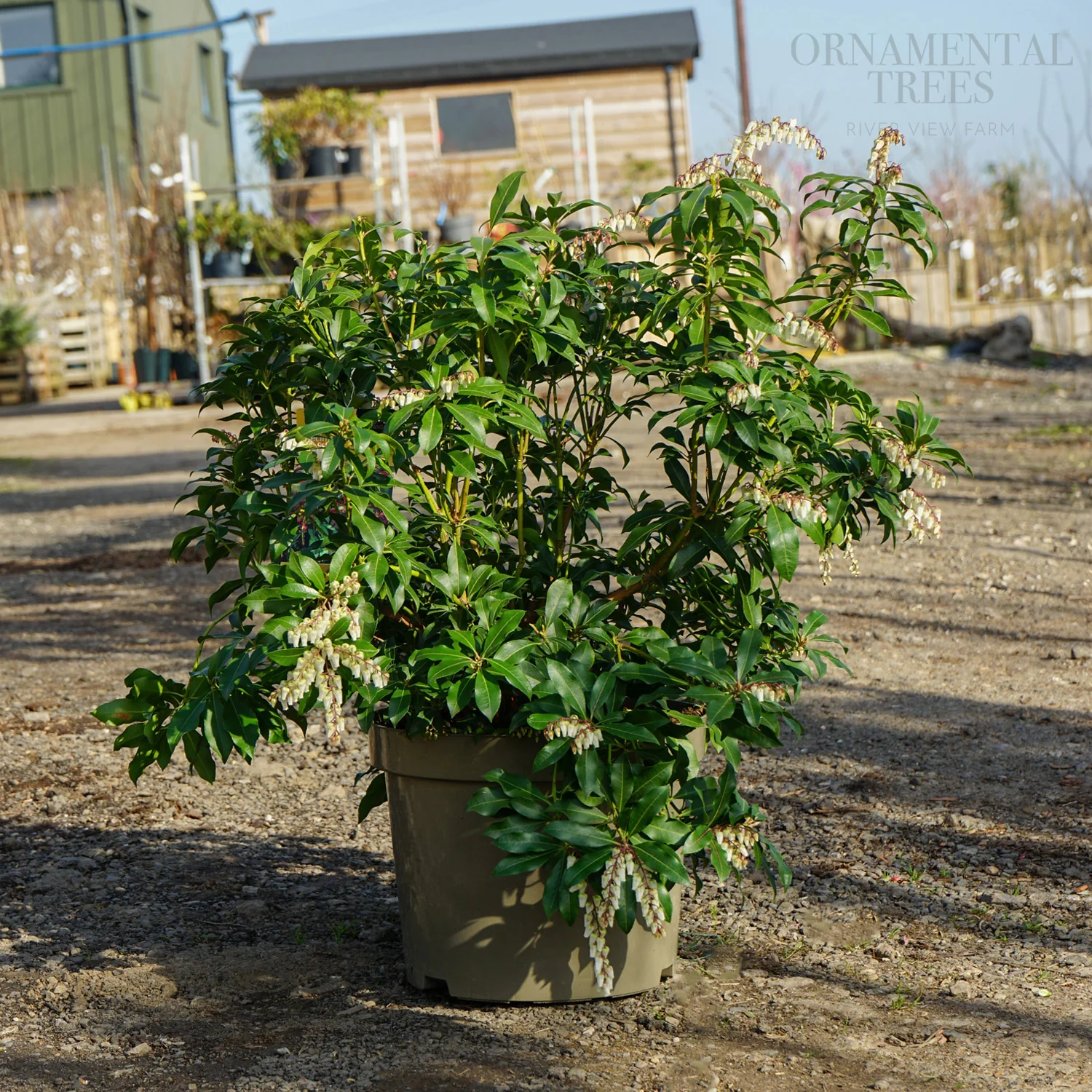 Pieris japonica 'Flaming Silver' Shrub - Image 4