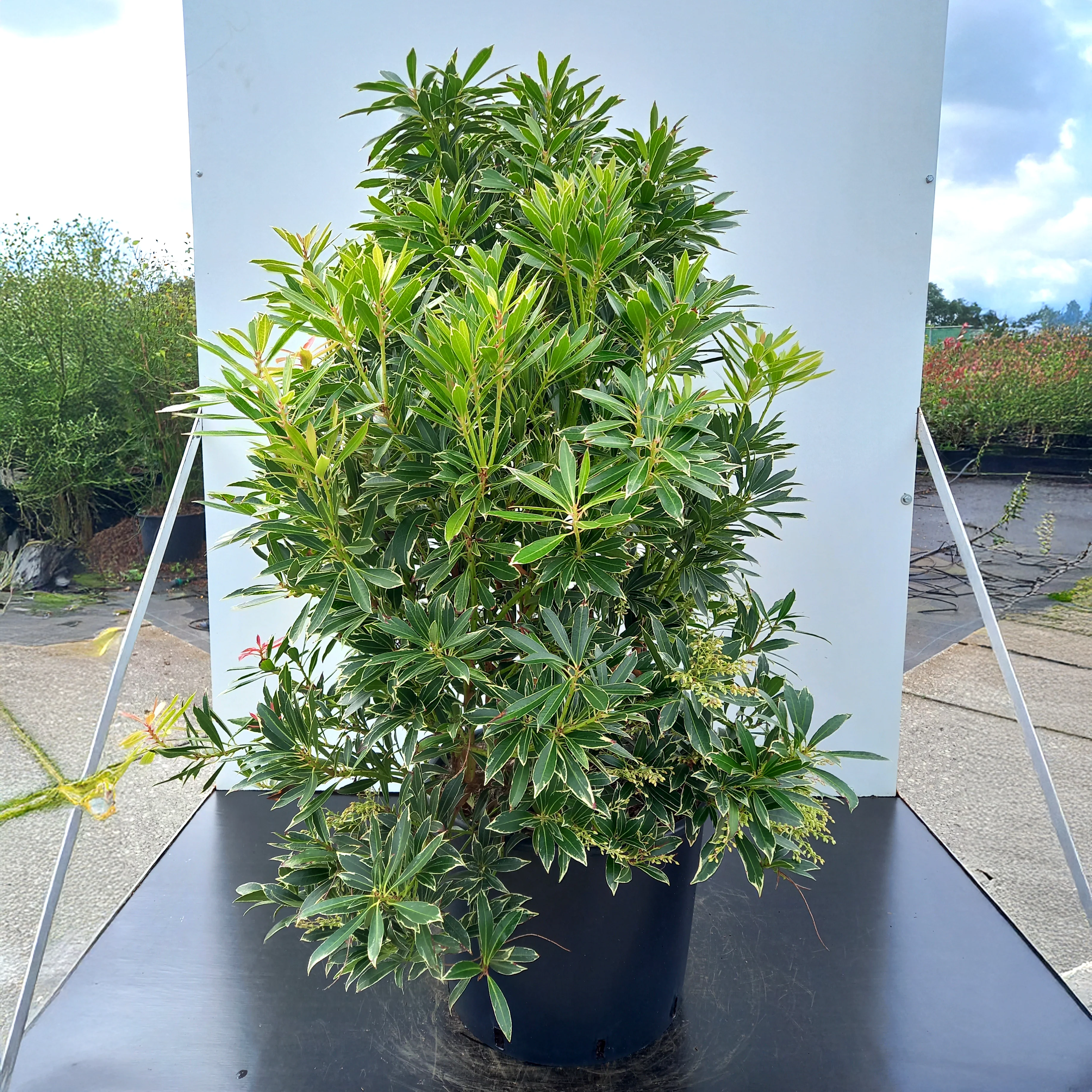 Pieris japonica 'Flaming Silver' Shrub - Image 5