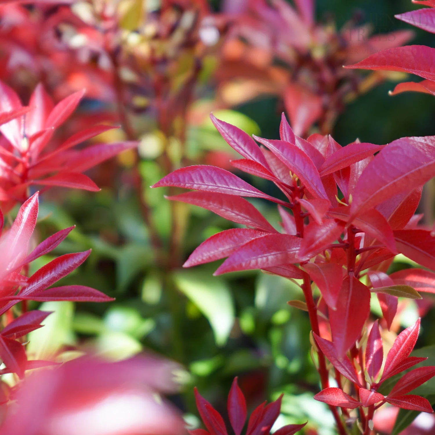 Pieris japonica 'Mountain Fire' Shrub - Image 2