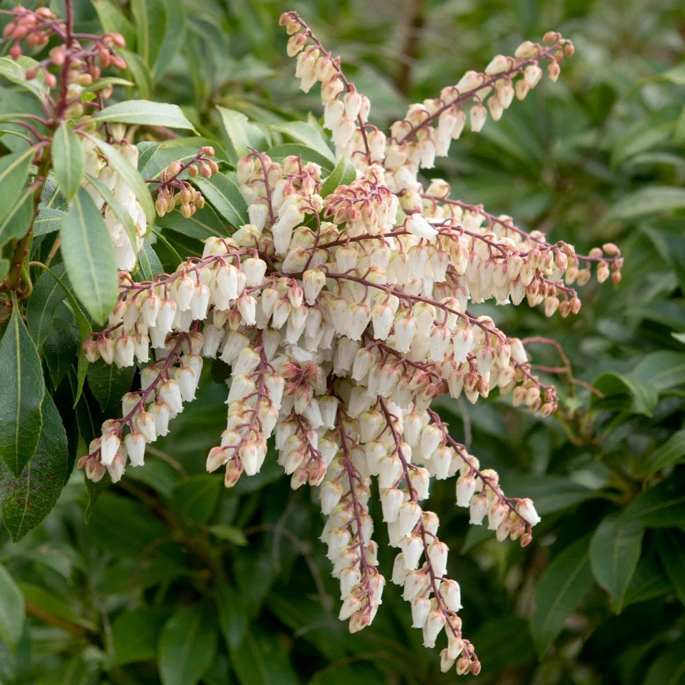 Pieris japonica 'Mountain Fire' Shrub - Image 3