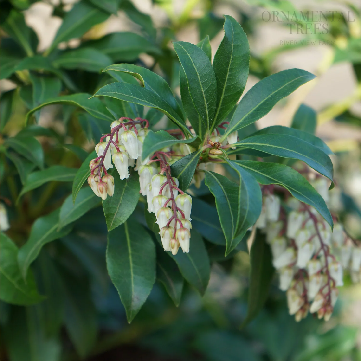 Pieris japonica 'Mountain Fire' Shrub - Image 4