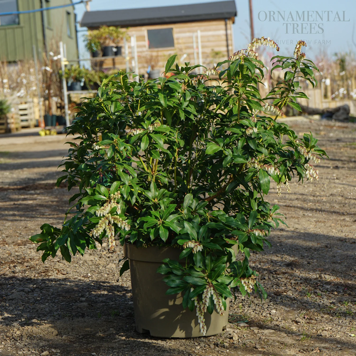Pieris japonica 'Mountain Fire' Shrub - Image 5