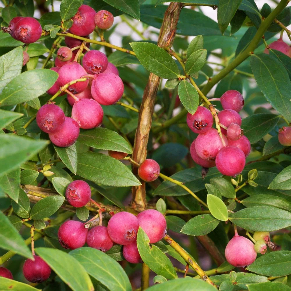 Pink Lemonade Blueberry Bush