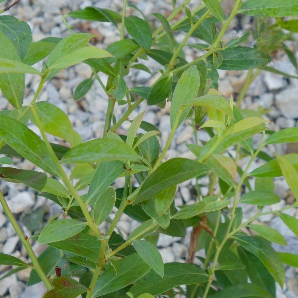 Pink Lemonade Blueberry Bush - Image 2