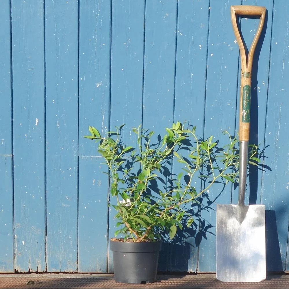 Pink Lemonade Blueberry Bush - Image 3