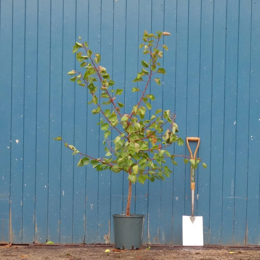 Pink Marry Apricot Tree - Image 3