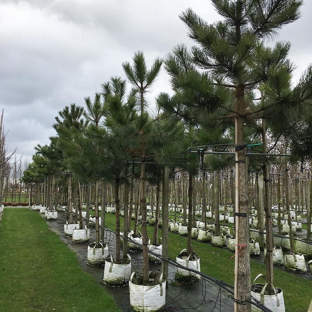 Pinus sylvestris Tree - Image 3