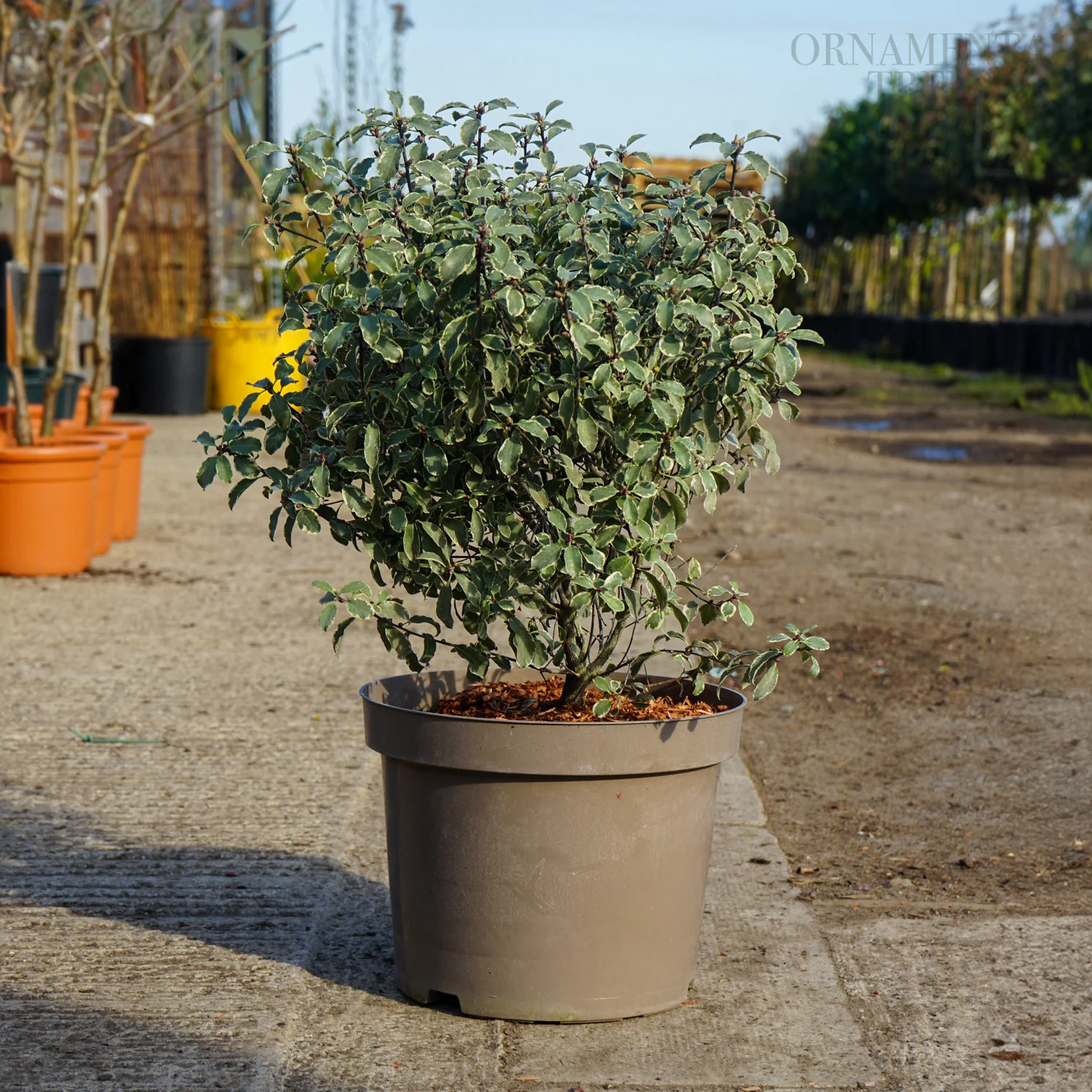 Pittosporum 'Silver Queen' - Image 2