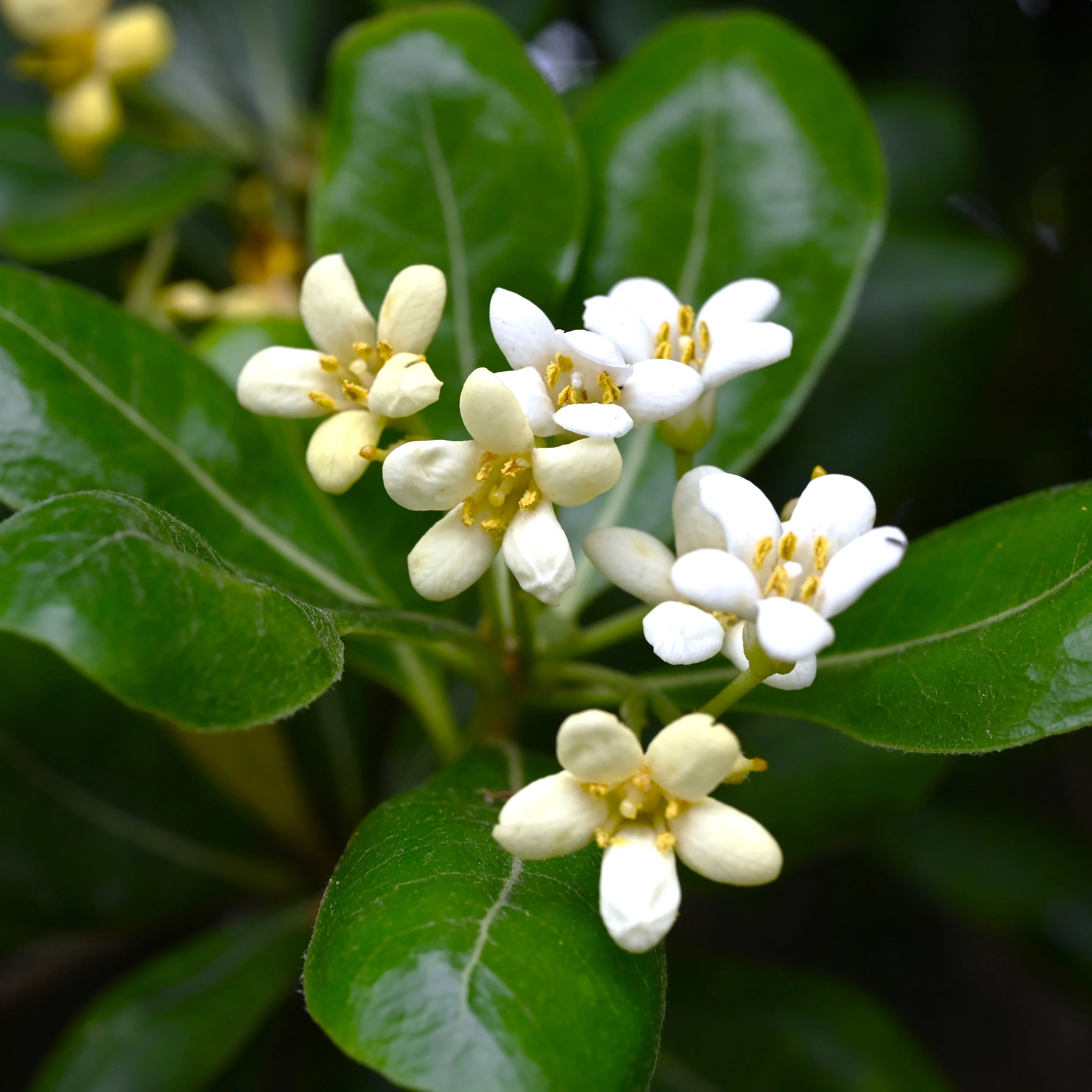 Pittosporum tobira Nanum