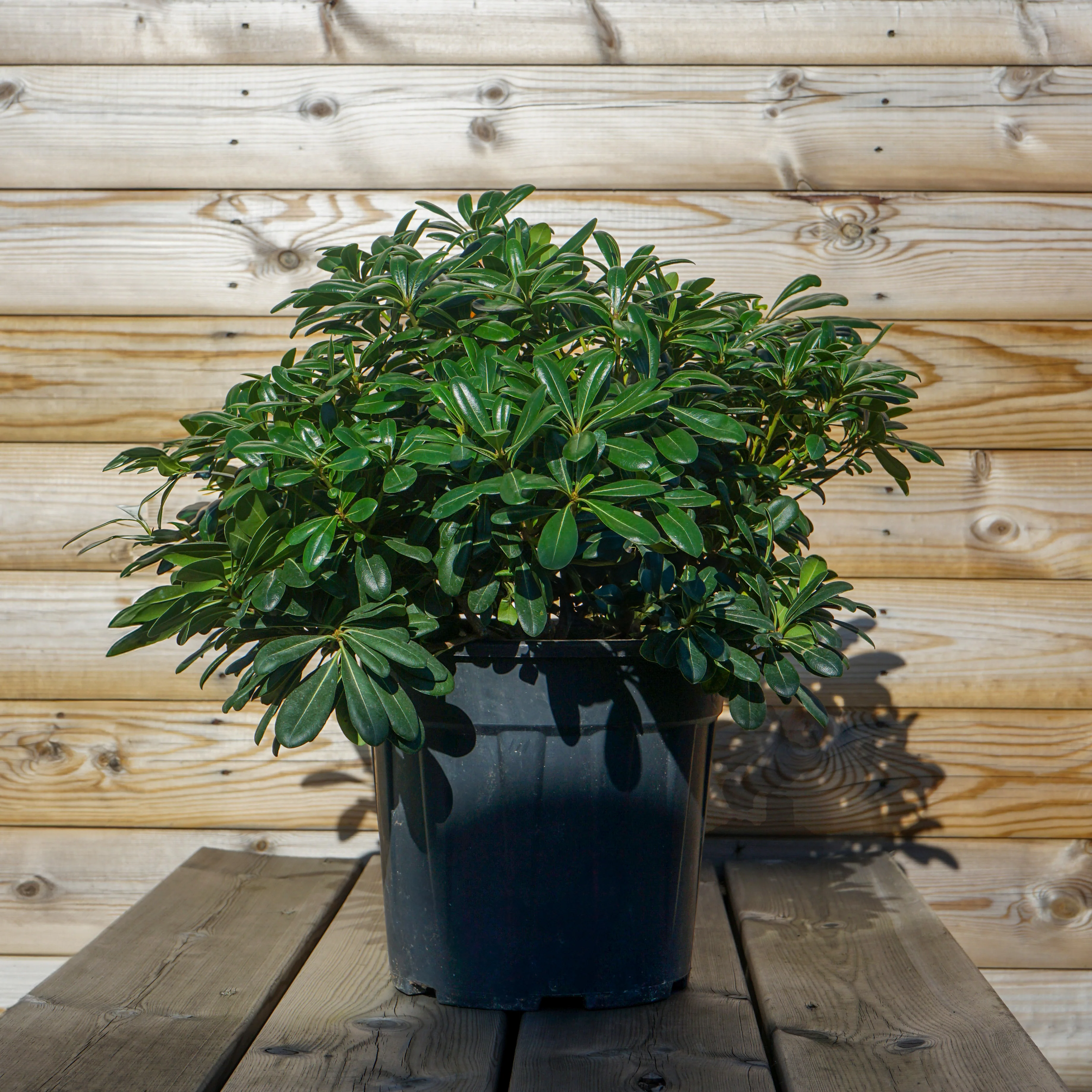 Pittosporum tobira Nanum - Image 2