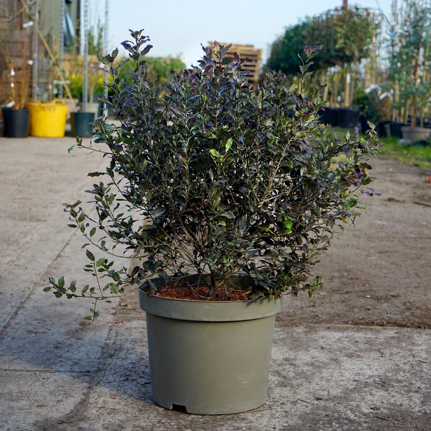 Pittosporum 'Tom Thumb' - Image 2