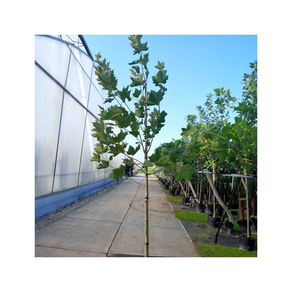 Platanus hispanica Tree - Image 2