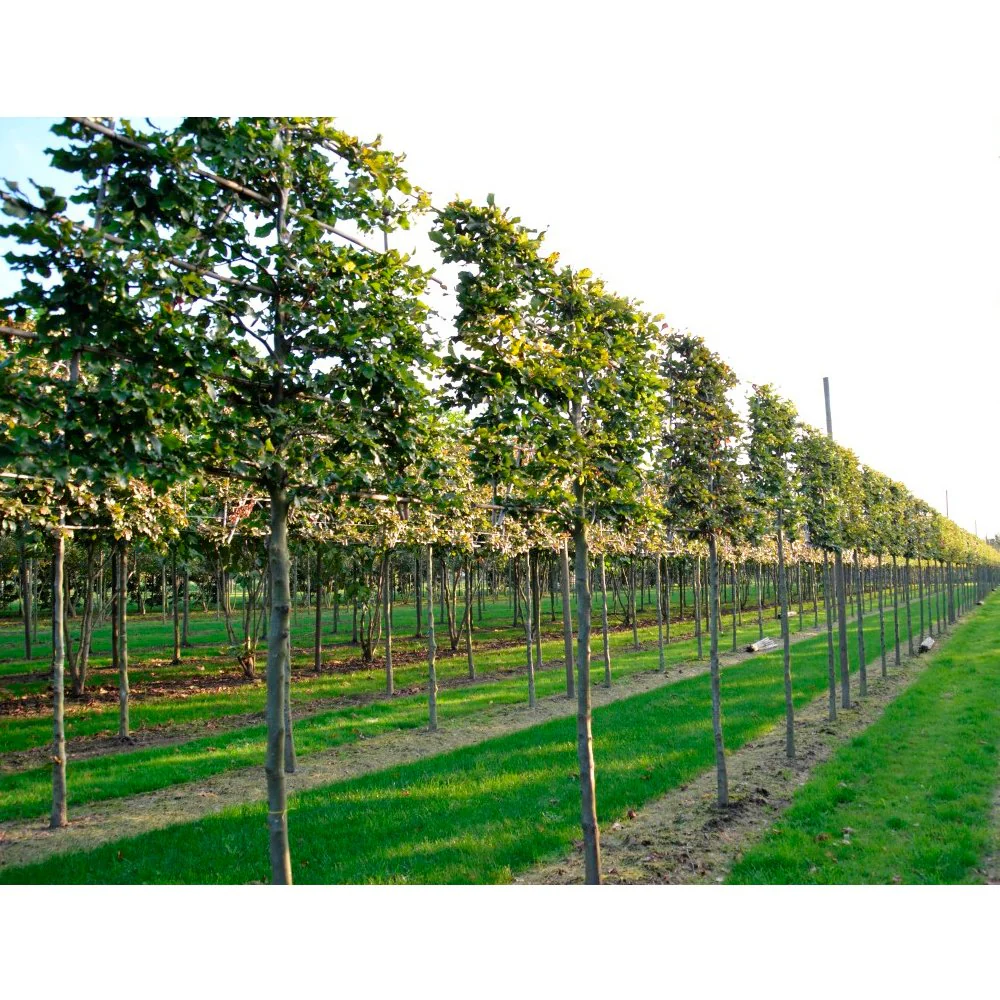 Pleached Beech Tree - Image 2