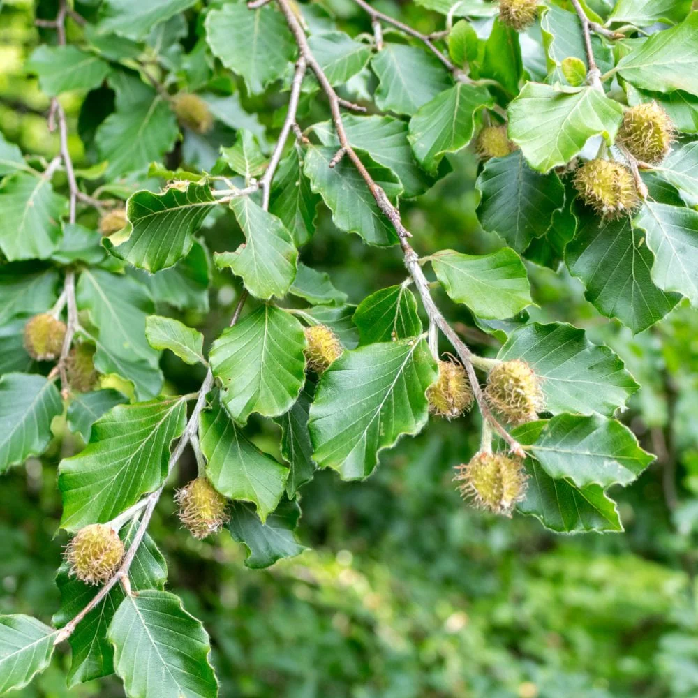 Pleached Beech Tree - Image 3
