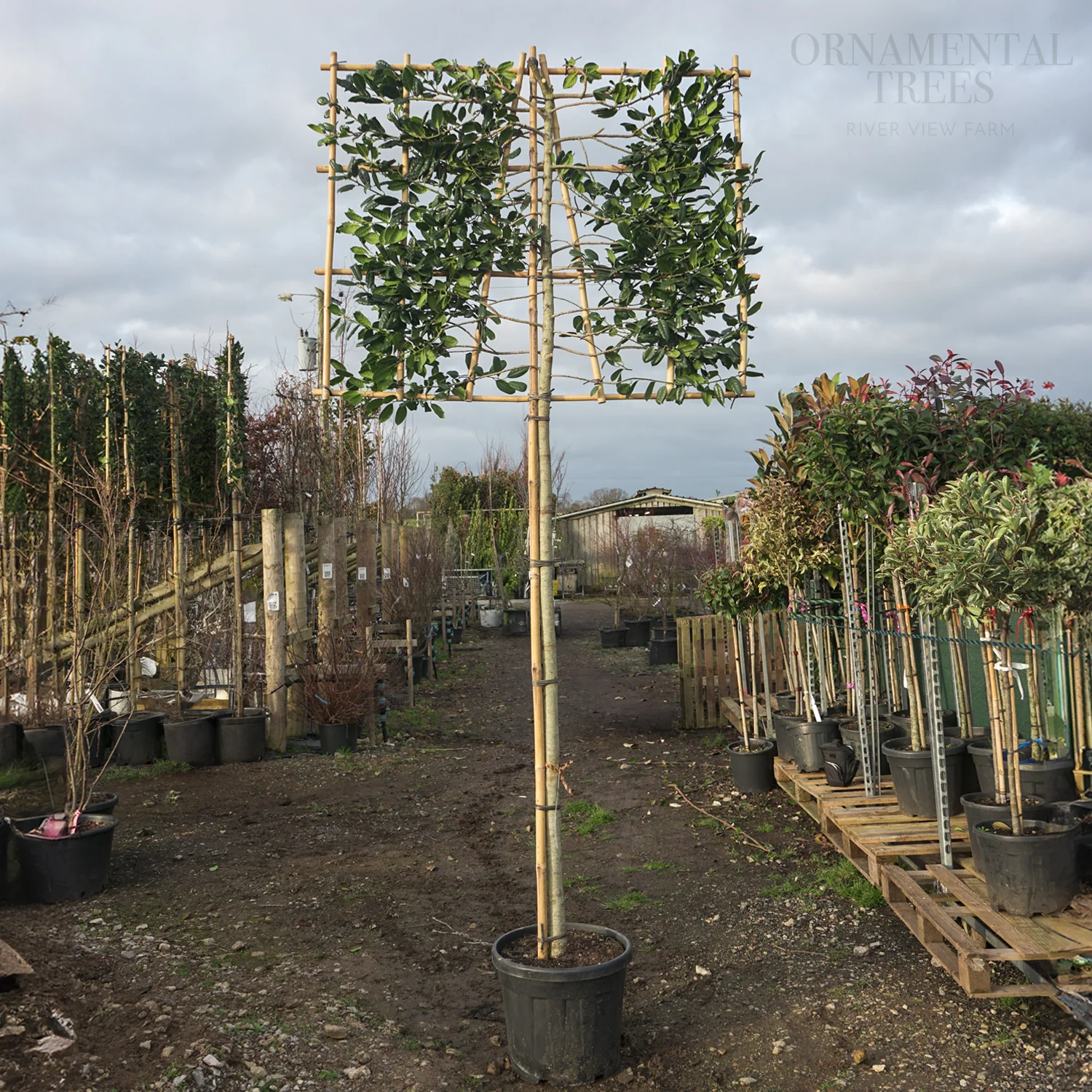 Pleached Evergreen Holly Tree - Image 4