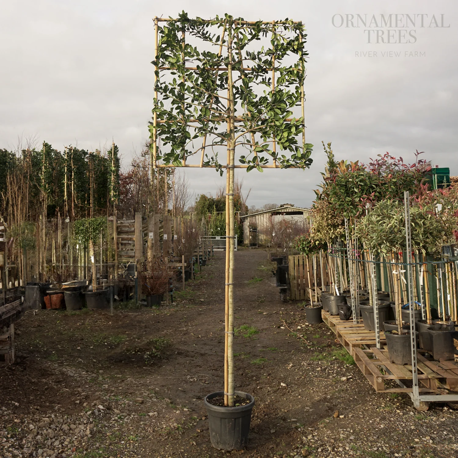 Pleached Evergreen Holly Tree - Image 5