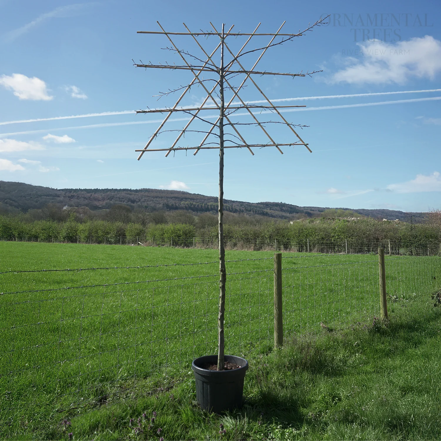 Pleached Hornbeam Tree - Image 3