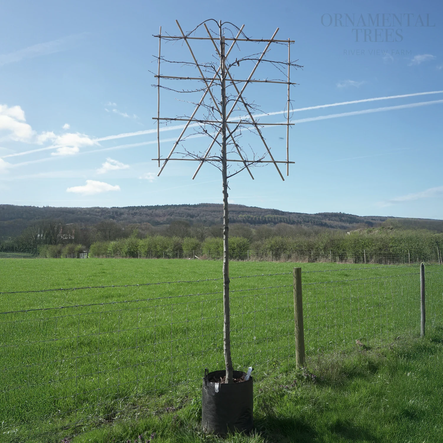 Pleached Hornbeam Tree - Image 4