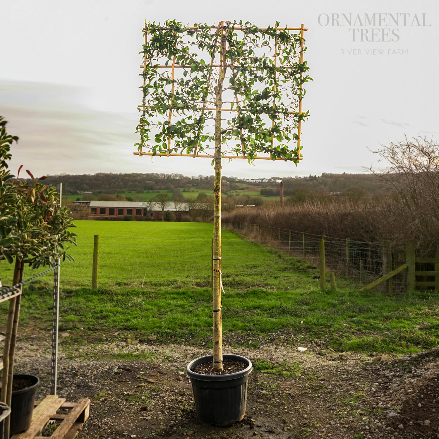 Pleached Japanese privet Tree - Image 3