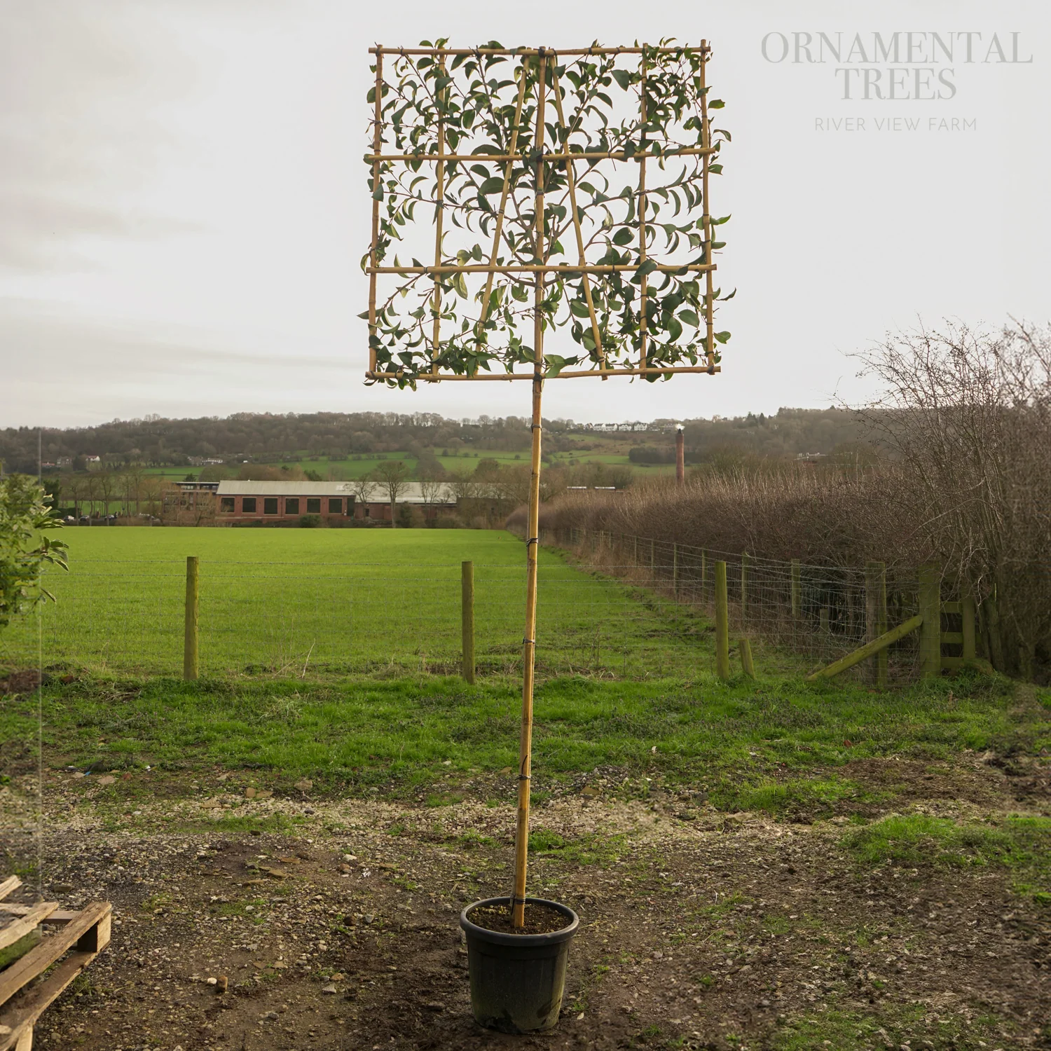 Pleached Japanese privet Tree - Image 4