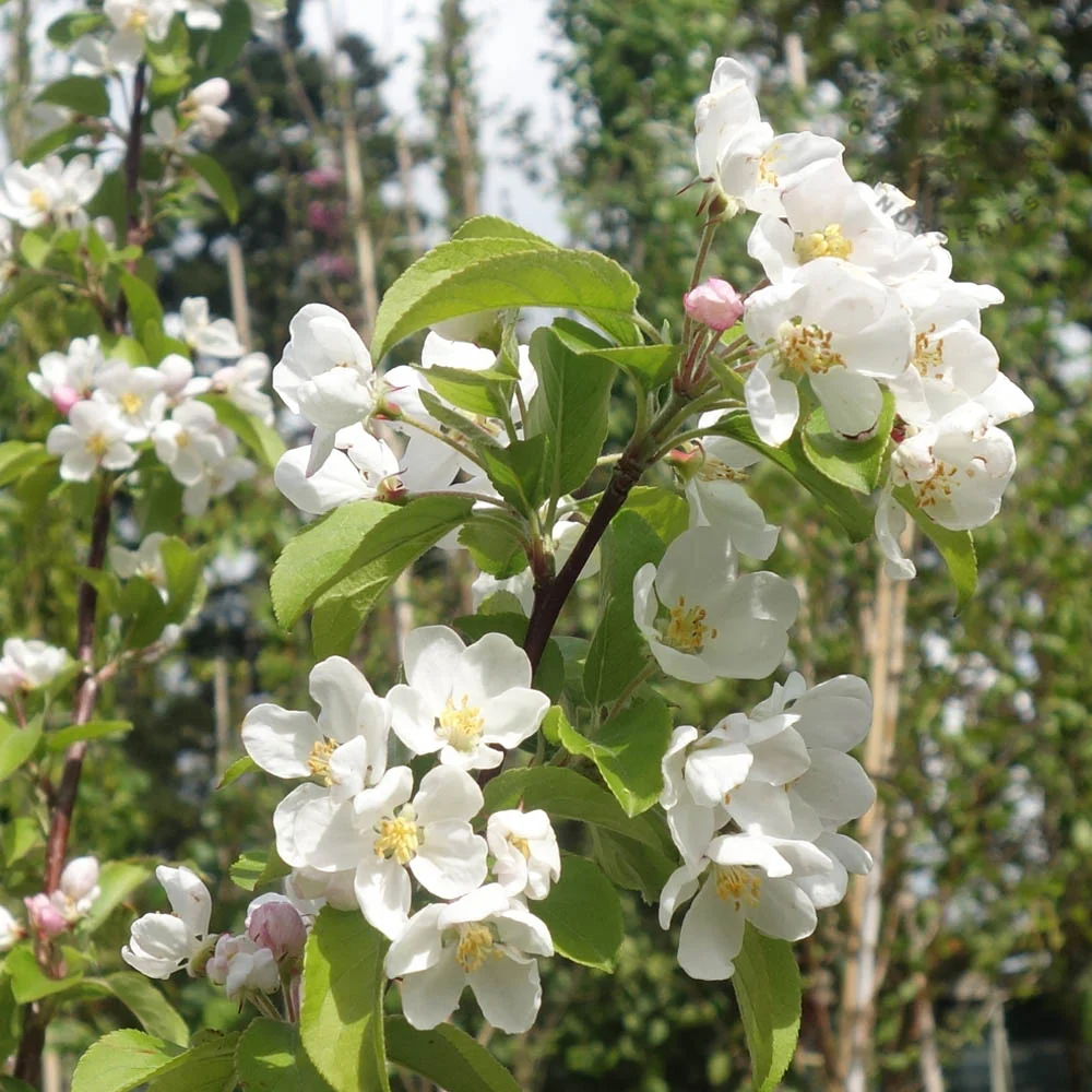 Pleached Crab Apple Tree - Image 2