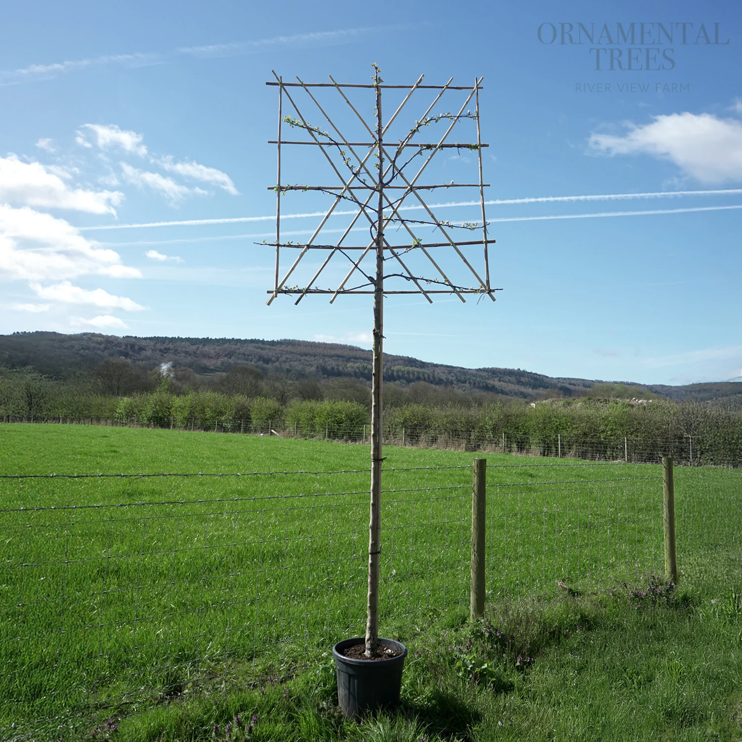 Pleached Crab Apple Tree - Image 3
