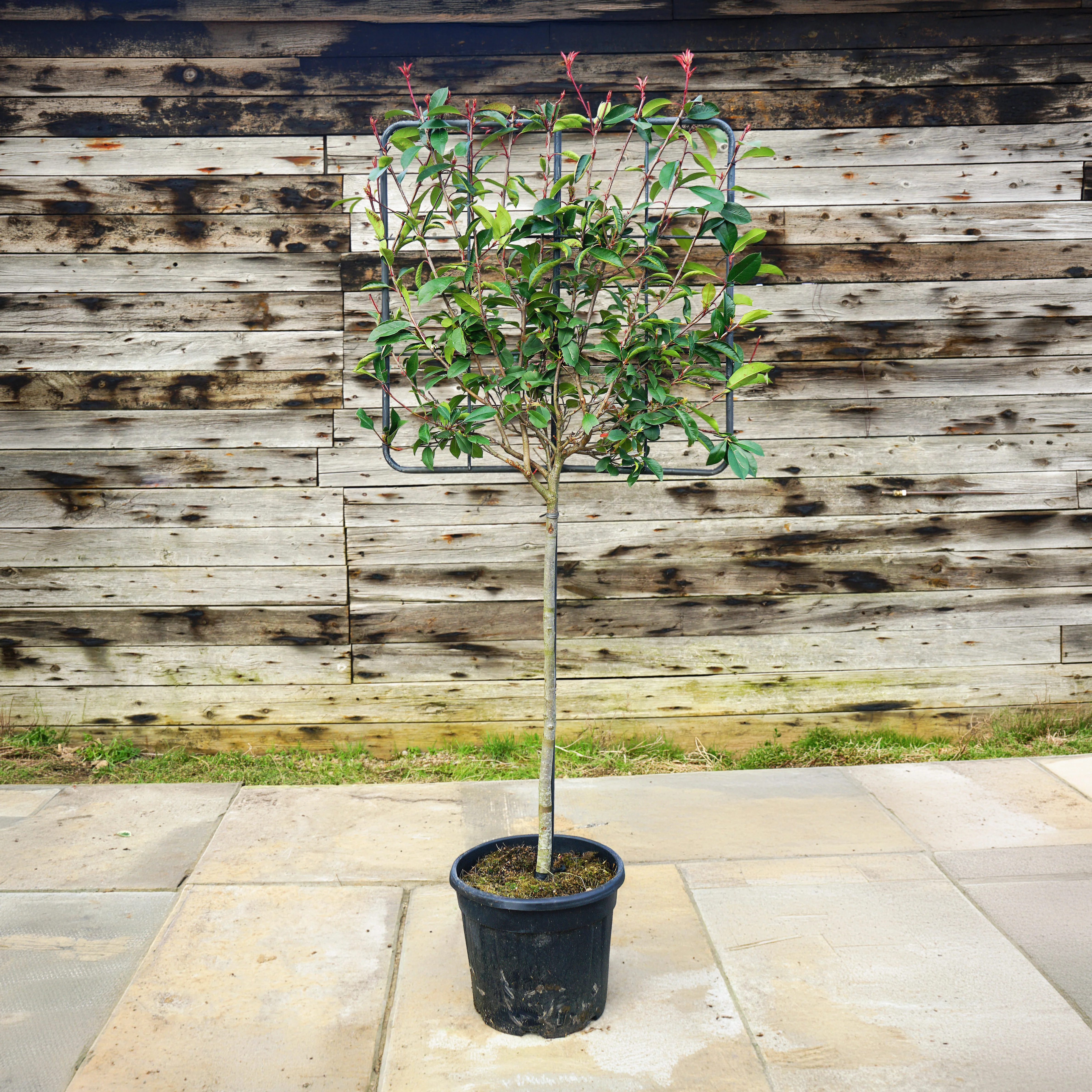 Pleached Photinia 'Red Robin' Tree - Image 3