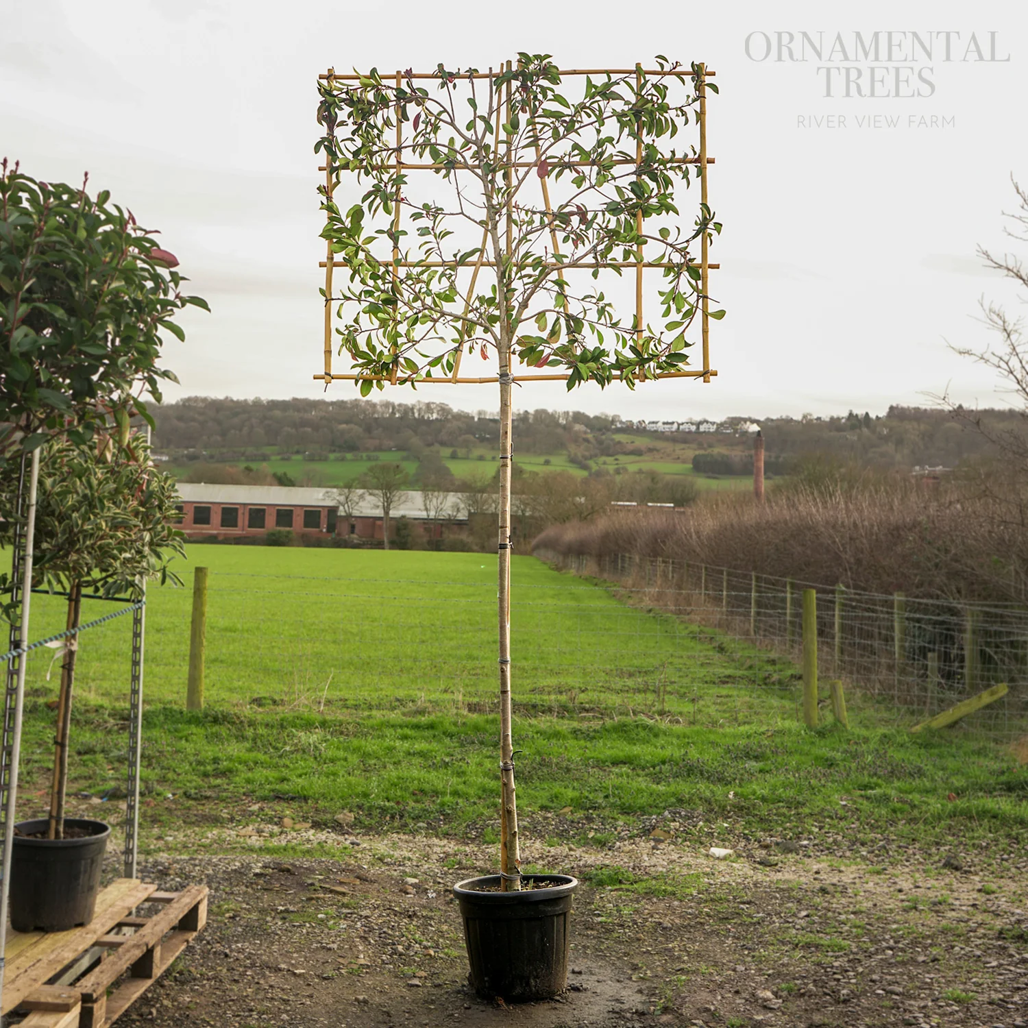 Pleached Photinia 'Red Robin' Tree - Image 4