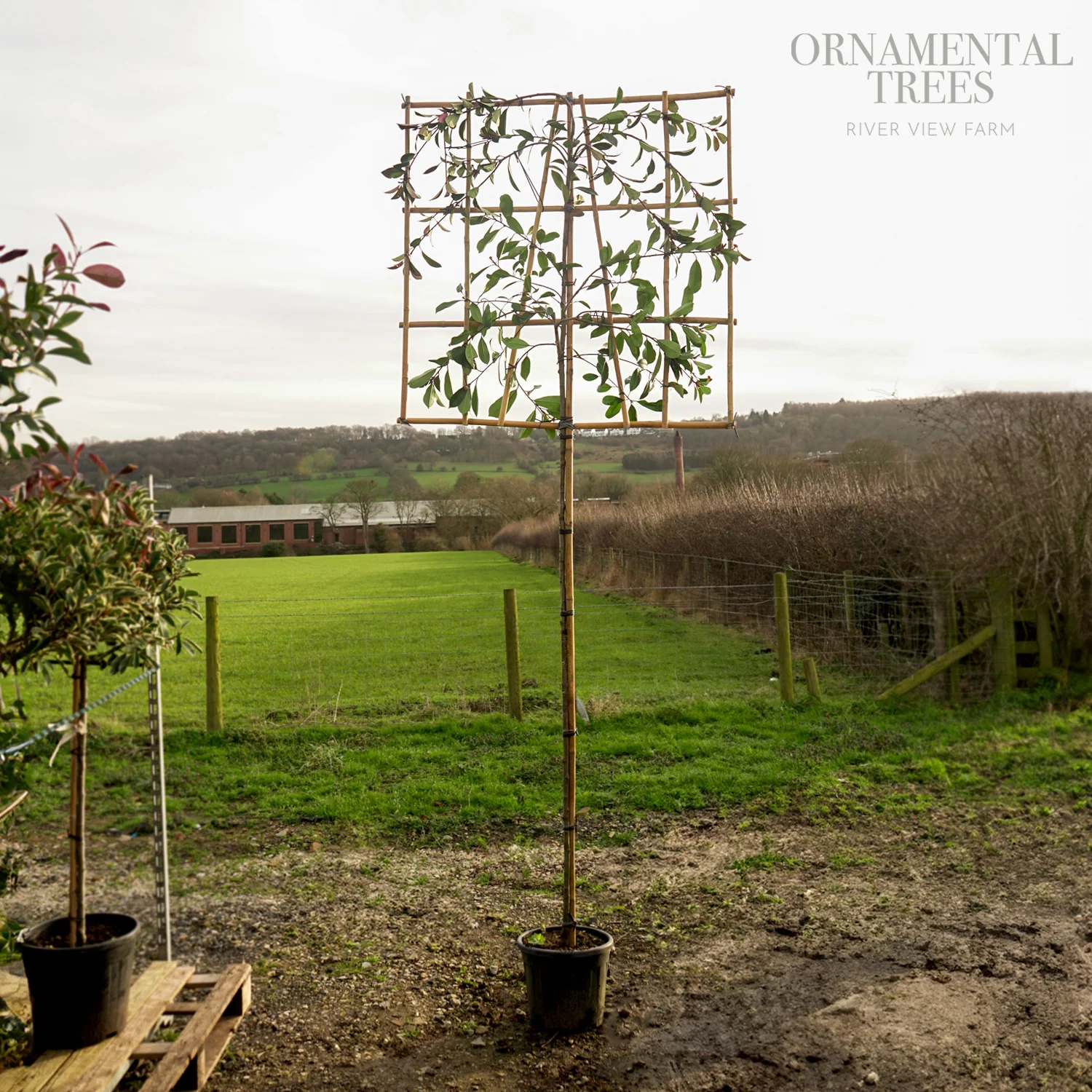 Pleached Photinia 'Red Robin' Tree - Image 5