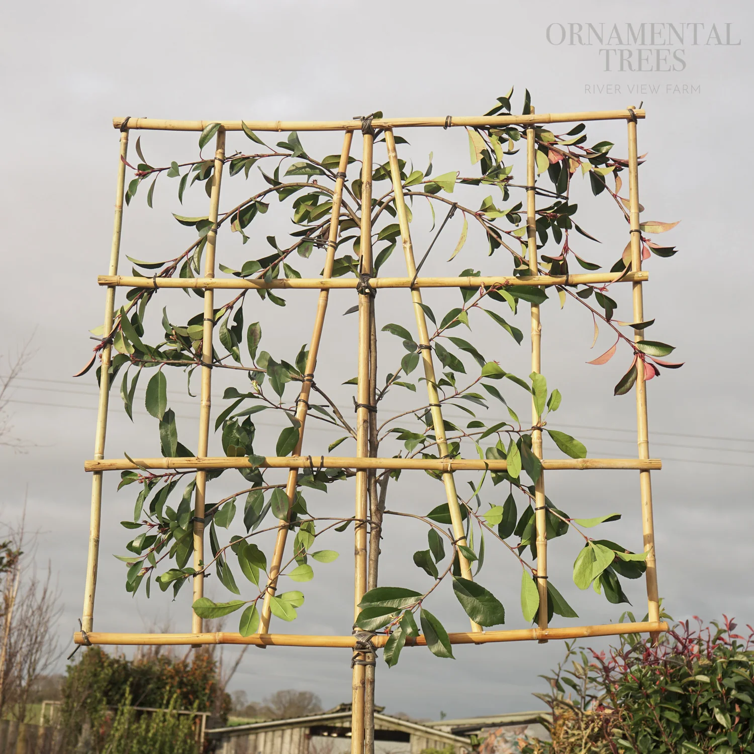Pleached Photinia 'Red Robin' Tree - Image 6