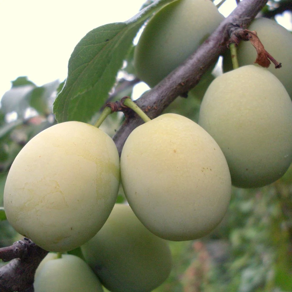 Stella's Star Gage - Plum or Gage Tree