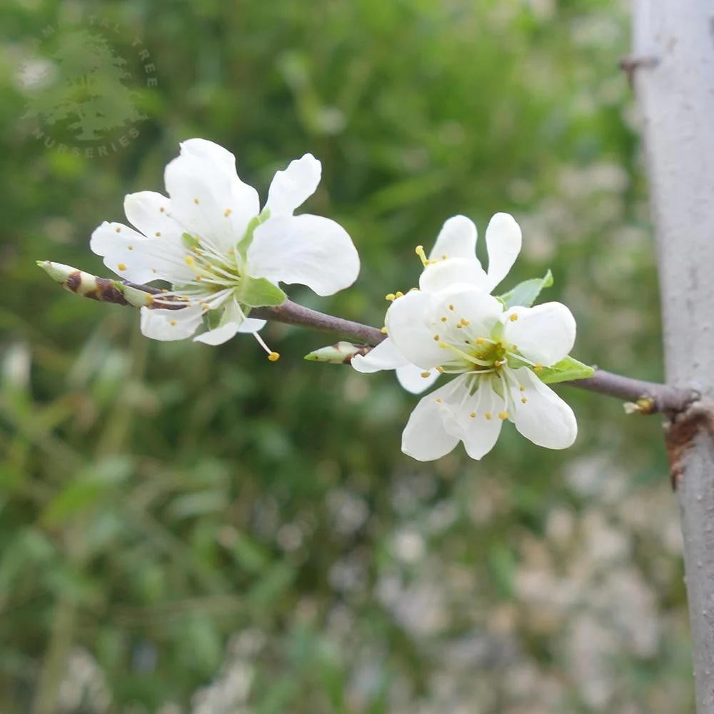 Herman Plum Tree - Image 2