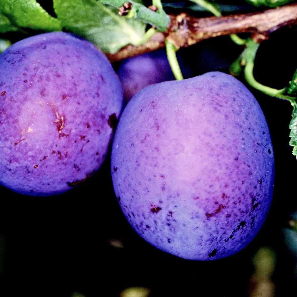 Herman Plum Tree - Image 3