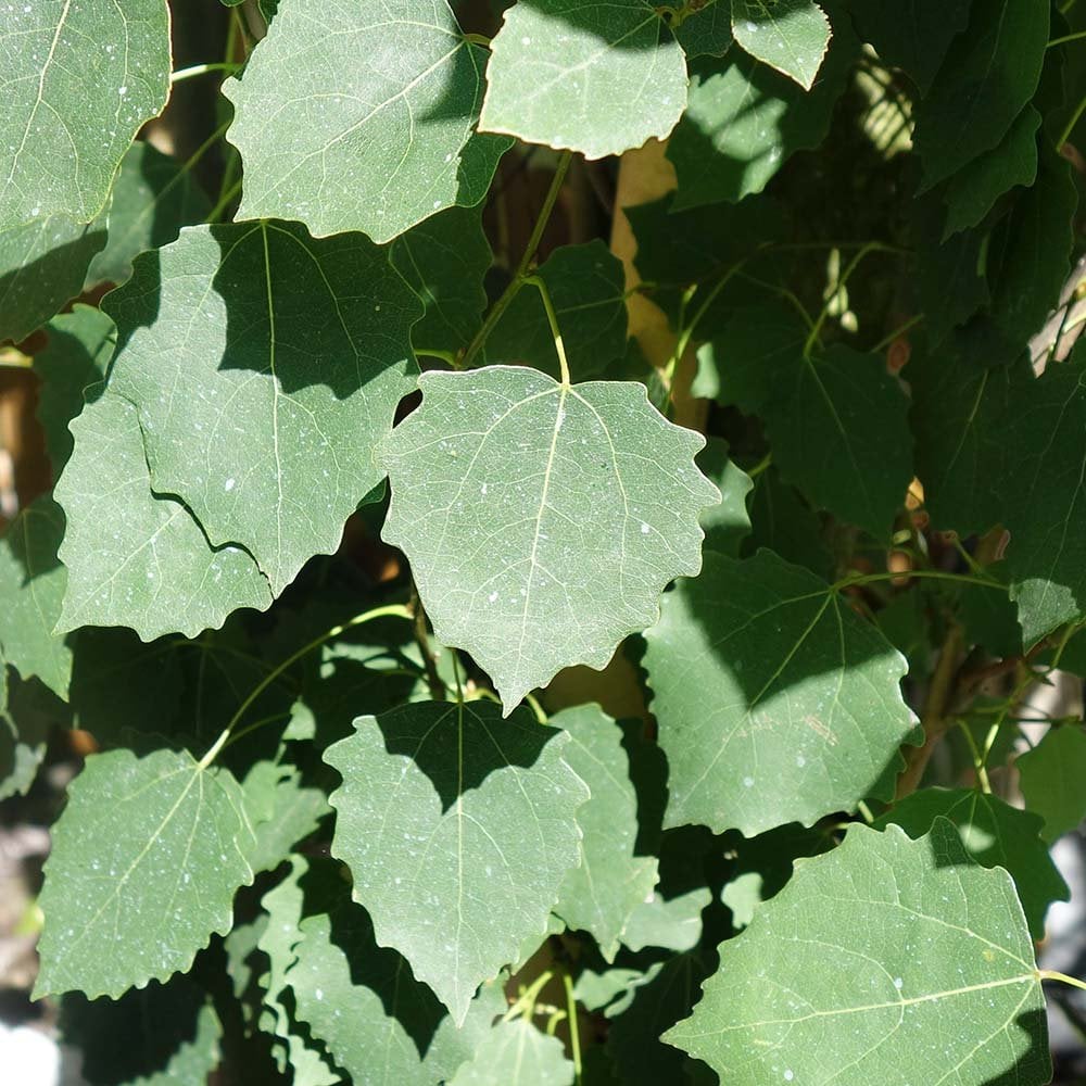 Populus tremula 'Erecta' Tree - Image 2