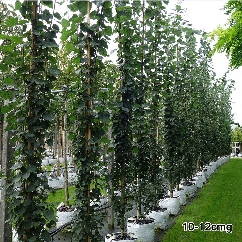 Populus tremula 'Erecta' Tree - Image 3
